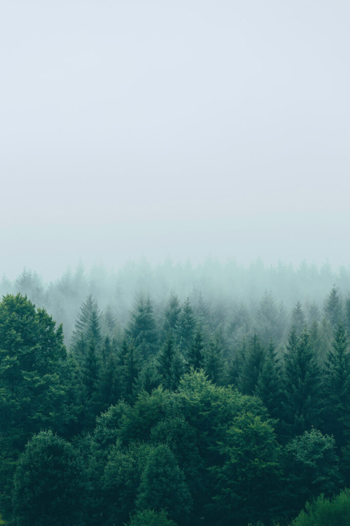 Western Forest Products